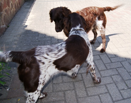 Petit Munsterlander Chiots LOF epagneul