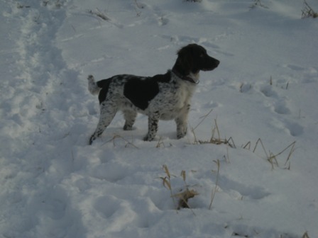 CORA CZ PETIT MUNSTERLANDER
